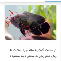 یک جفت ماهی اسکار