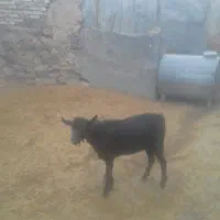 بزنرمورسیا|حیوانات مزرعه|کرمانشاه, |دیوار