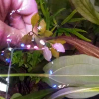 گیاه پلنت|ماهی|رشت, رشتیان|دیوار