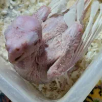 جوجه سرلاکی عروس هلندی البینو