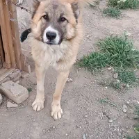 معاوضه سگ با سگ