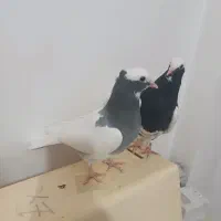 زیر خاکی   طوق سبز و سیاه بینظیر|پرنده|صدرا-فارس, فاز ۱|دیوار