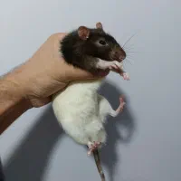 ۲ عدد رت|موش و خرگوش|شاهین‌شهر, شهرک پردیس|دیوار