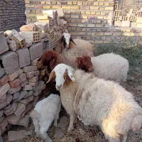 میش جوان|حیوانات مزرعه|سرایان, |دیوار