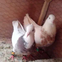 کفترجفتگاه‌طوقی
