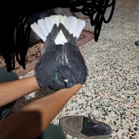 کبوتر