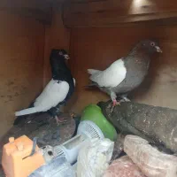 کبوتر  سینه