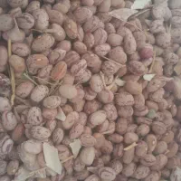لوبیاچیتی