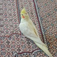 عروس هلندی دستی