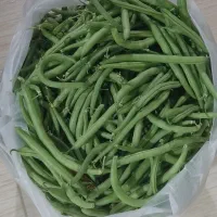 لوبیا سبز درجه یک
