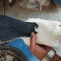 کبوتر ماده دمی|پرنده|شیروان (لرستان), |دیوار