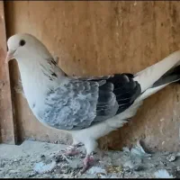 نر پشت سنگی دولابی