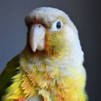 خرید و فروش پرنده زینتی(بهترین خریدار)