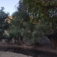 محله زشک 300متر زمین 500میلیون