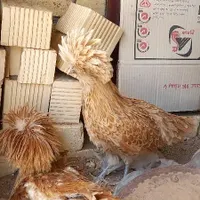 مرغ لهستانی
