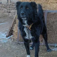 ۱ ساله قدرجانی نر