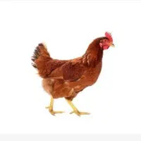 مرغ تخم گذار