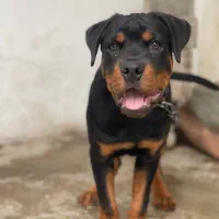 فروش سگ|سگ|کوچصفهان, |دیوار