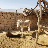 الاغ بارکش نر