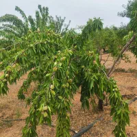 باغ 950متری اجیلی