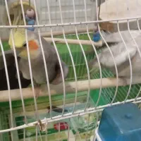 عروس هلندی مولد با 10 عدد تخم