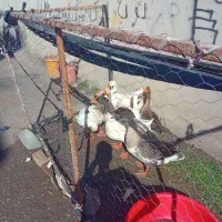 گاز محلی|حیوانات مزرعه|بیله سوار, |دیوار