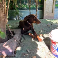 واگذاری سگ دوبرمن فوری