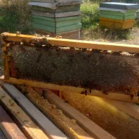 عسل کوهی میرکوه|خوردنی و آشامیدنی|سراب, |دیوار