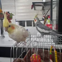 ۲ عدد عروس هلندی نر و ماده