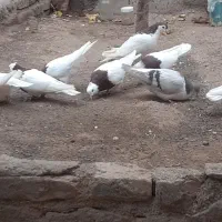 طوقی|پرنده|سبزوار, امیریه|دیوار