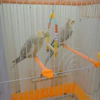 عروس هلندی
