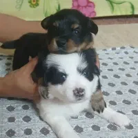 واگذاری سگ پاکوتاه میکس پامر