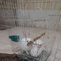 فروش خرگوش سفید تپلی|موش و خرگوش|نجف‌آباد, نمازی|دیوار