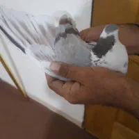 کبوتر|پرنده|قرچک, مهدیه|دیوار