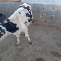 گوساله نر|حیوانات مزرعه|شیرین‌سو, |دیوار