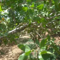 ریگ نوردی و چایی خوری