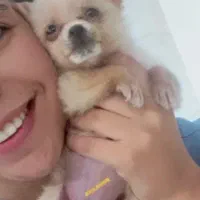 سگ جیبی فنجونی شیواوا|سگ|قائم‌شهر, |دیوار