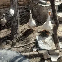 فروش چهار عدد قو غاز