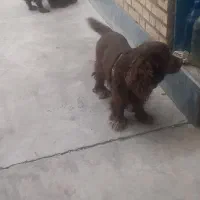 سگ کوکر اسپانیل یک جفت