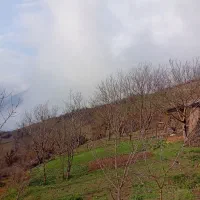 فروش زمین به مساحت ۱۰۰۰متر بامدارک کامل بروز|فروش زمین و ملک کلنگی|تالش, تالش|دیوار