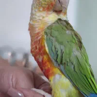 گرینچیک رام و دستی سخنگو طوطی|پرنده|فردیس, شهرک ارم|دیوار