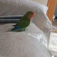 طوطی برزیلی نر صورت هلویی فرار کرده خریدارم.
