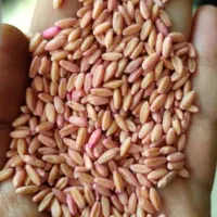 بذر گندم سرداری|گل و گیاه طبیعی|کلیائی, |دیوار