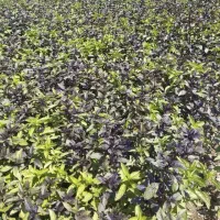 سبزی خوردنی با آب چاه