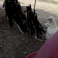 مرغ خروس|حیوانات مزرعه|چناران, |دیوار