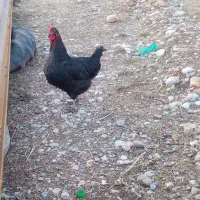 مرغ بیرانشهر