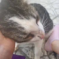 گربه