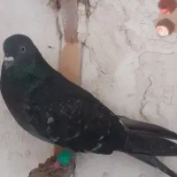 کفتر صید رنگه وتهرانی|پرنده|مشهد, شهید آوینی|دیوار