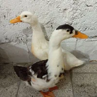 اردک