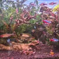 آکواریوم حرفهای پلنت|ماهی|تهران, شهرآرا|دیوار